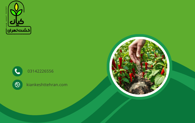 محصولی عالی برای برداشتی پربار - کود فلفل