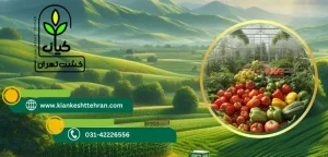 گلخانه مدرن -کشت گلخانه ‌ای
