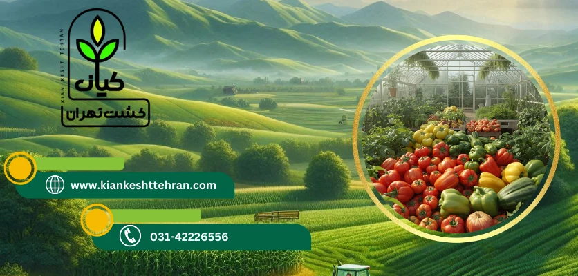گلخانه مدرن -کشت گلخانه ‌ای