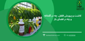 کود مناسب - بهترین کود برای فلفل